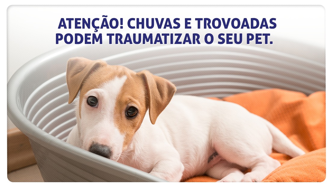 Atenção! Chuvas e trovoadas podem traumatizar o seu pet. Entenda o porquê! 